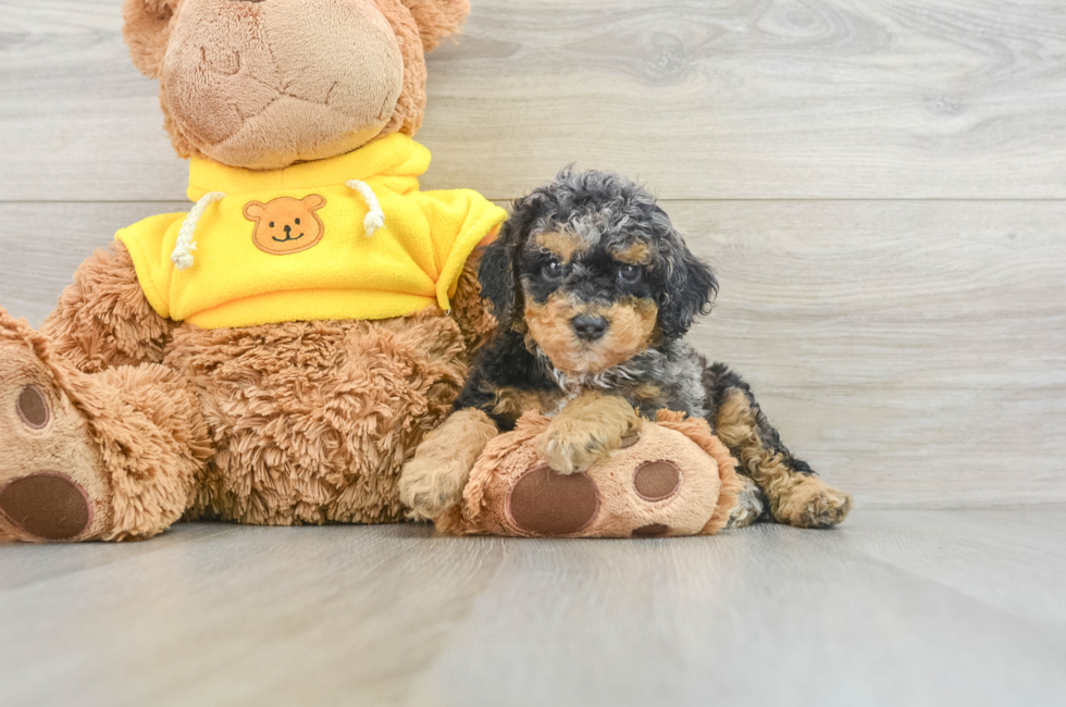 6 week old Poodle Puppy For Sale - Windy City Pups