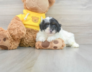 6 week old Poodle Puppy For Sale - Windy City Pups