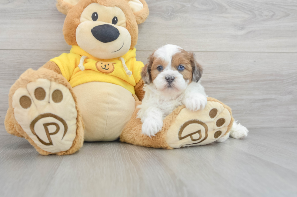 11 week old Shih Poo Puppy For Sale - Windy City Pups