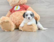 8 week old Shih Poo Puppy For Sale - Windy City Pups