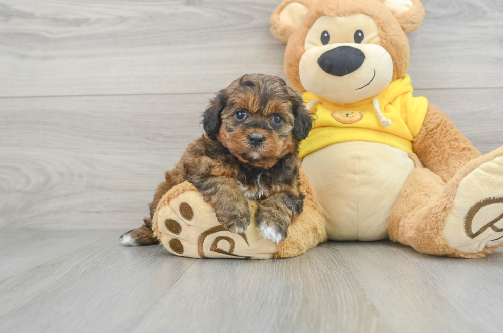 7 week old Shih Poo Puppy For Sale - Windy City Pups