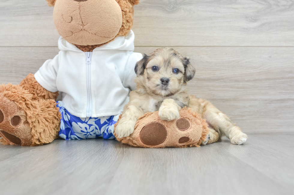 5 week old Shih Poo Puppy For Sale - Windy City Pups