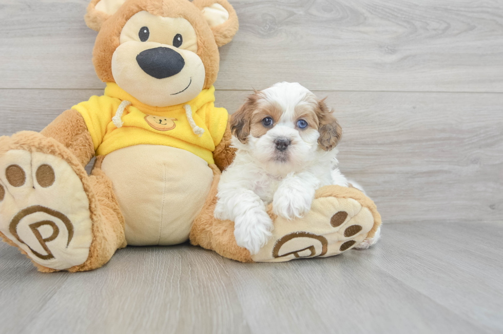 9 week old Shih Poo Puppy For Sale - Windy City Pups