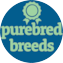 Purebred Breeds Puppy For Sale - Windy City Pups