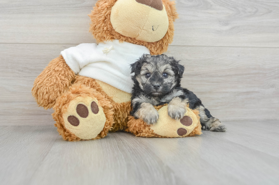 7 week old Yorkie Poo Puppy For Sale - Windy City Pups