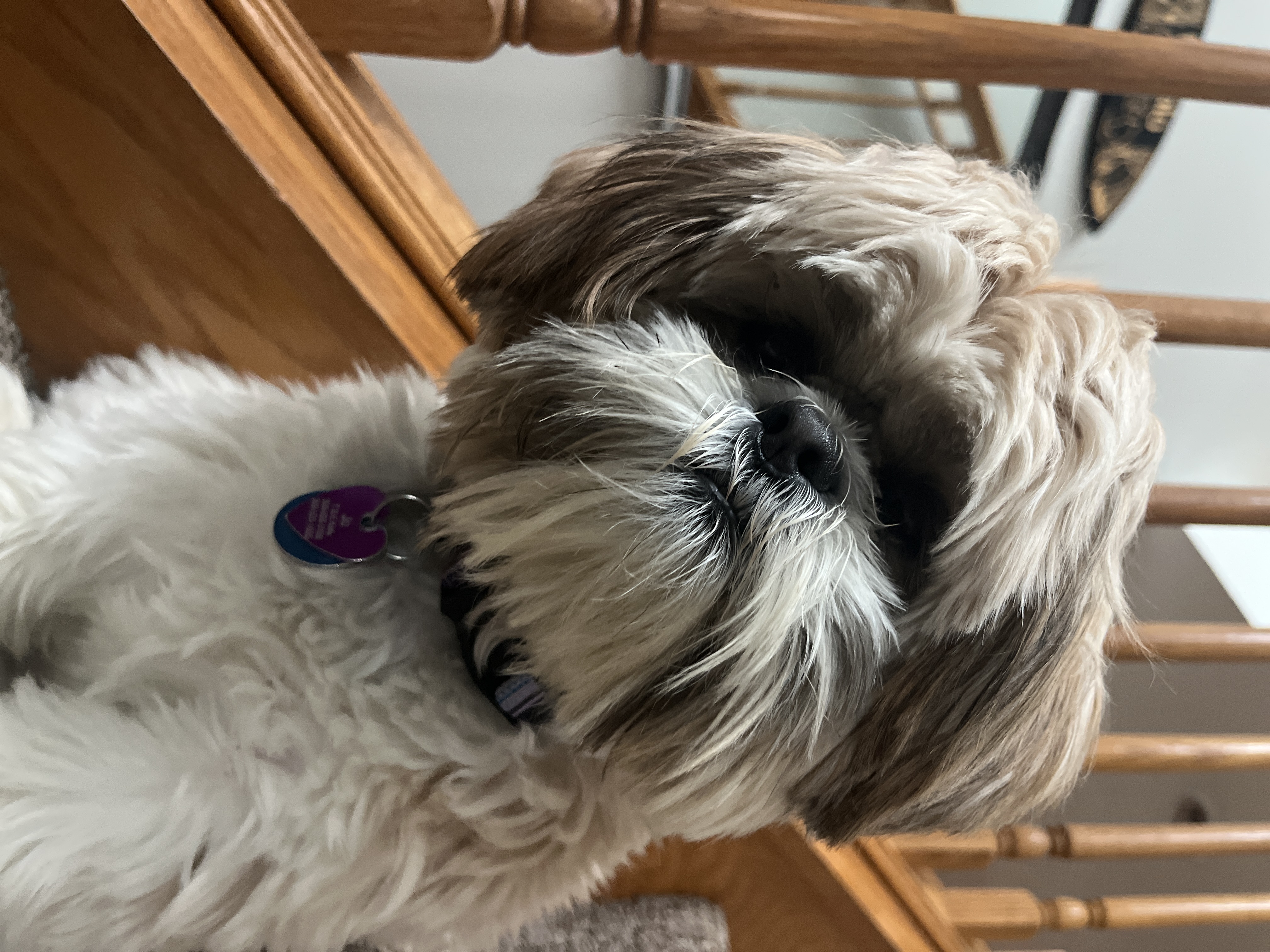 Cute Shih Tzu Gale: 3lb 15oz Purebred Puppy