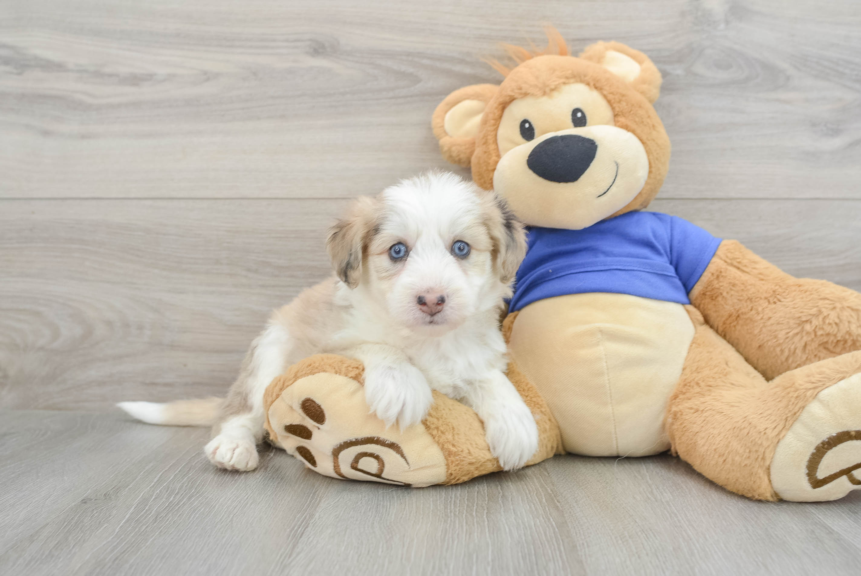 Adorable Mini Pomskydoodle Azure: 7lb 15oz Doodle Puppy