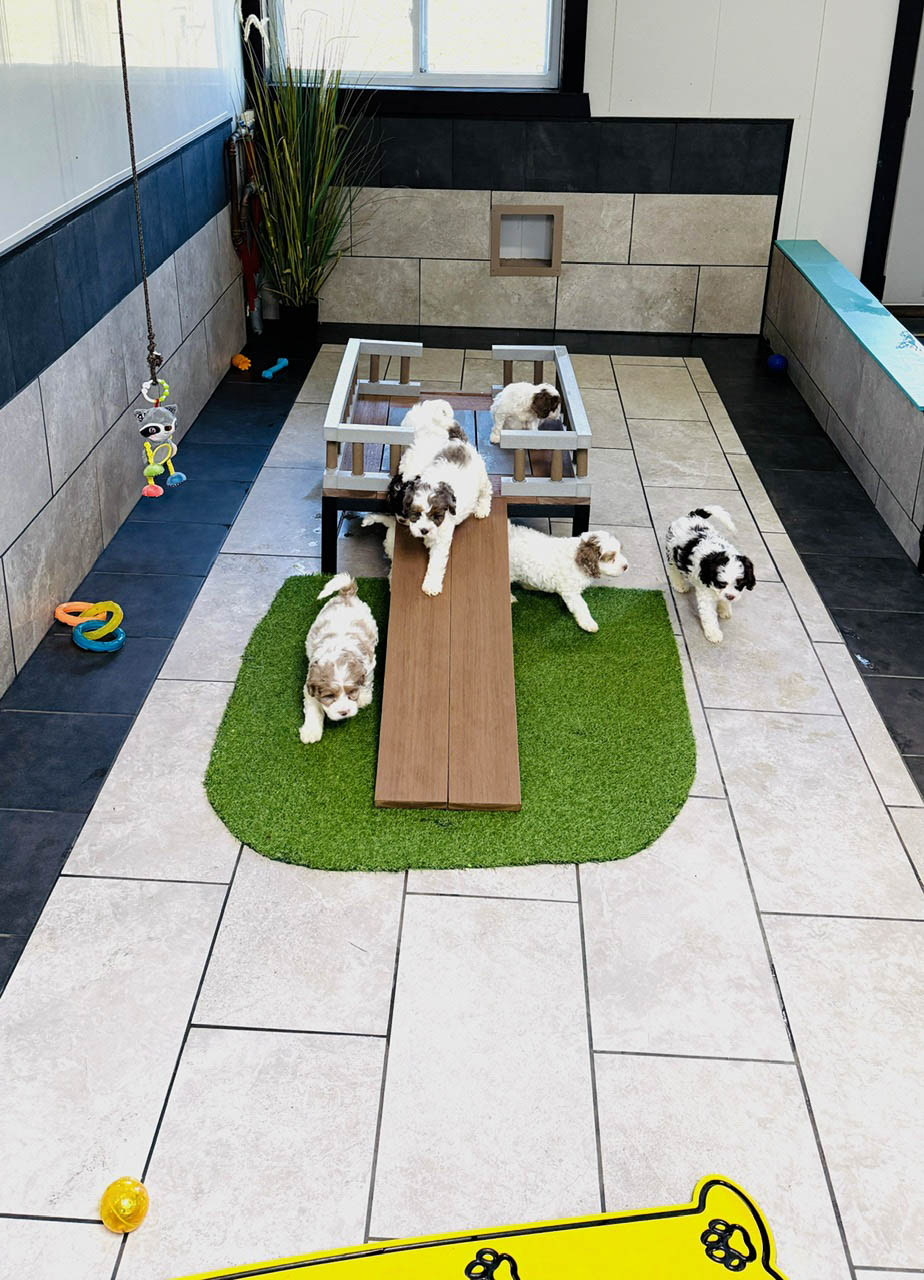 Breeder working with puppies following Windy City Pups participation standards
