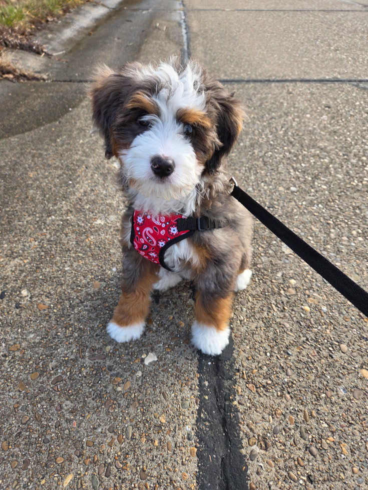 Happy, healthy Windy City Pups puppy