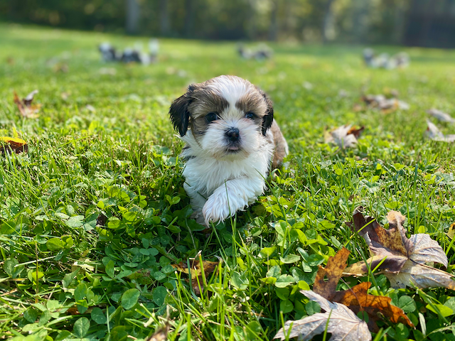 Healthy puppies raised by health-tested parents and responsible breeders