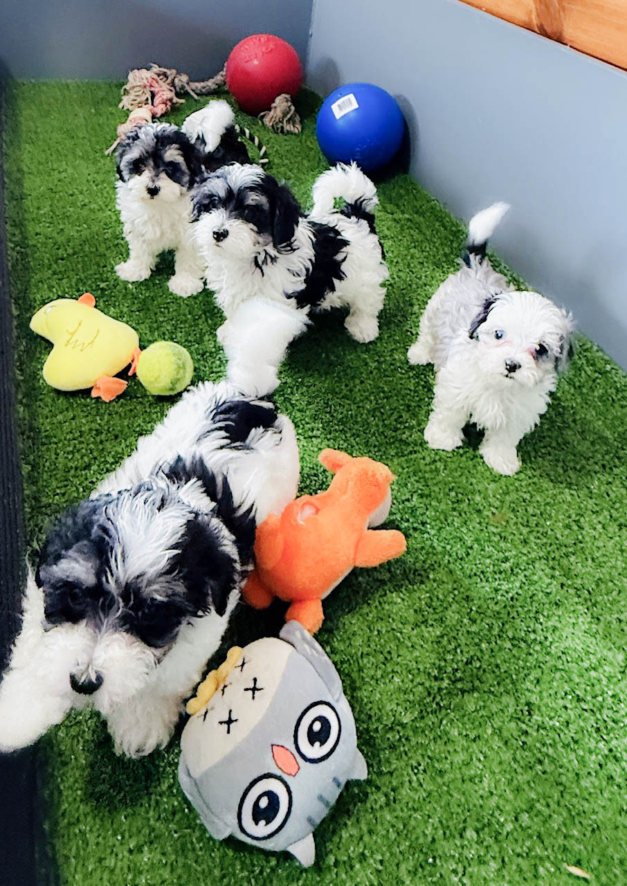 Puppies in a structured socialization program during early development