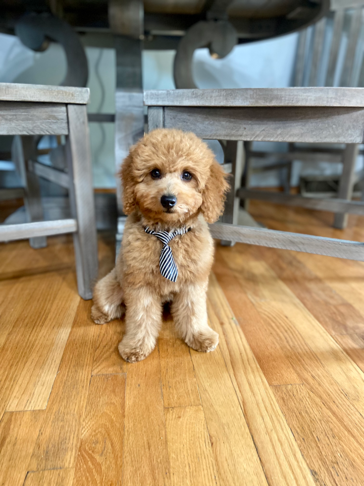 Happy, healthy Windy City Pups puppy