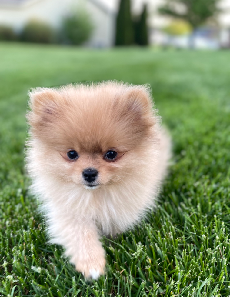 Happy, healthy Windy City Pups puppy
