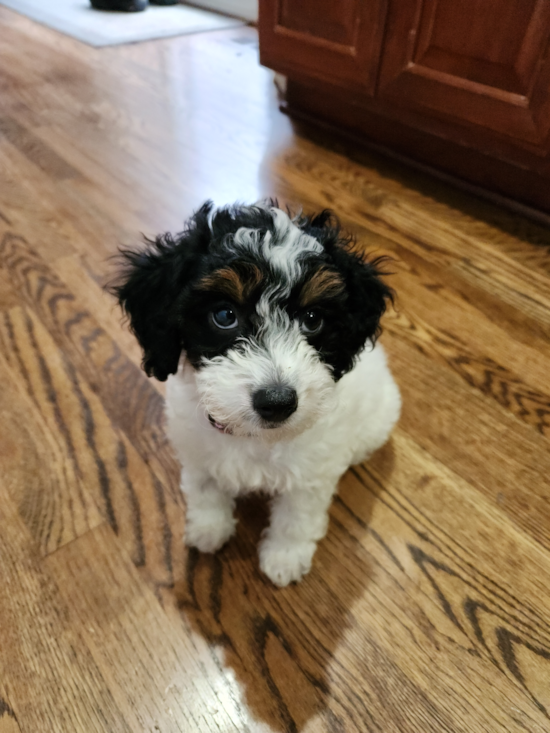 Mini Bernedoodle