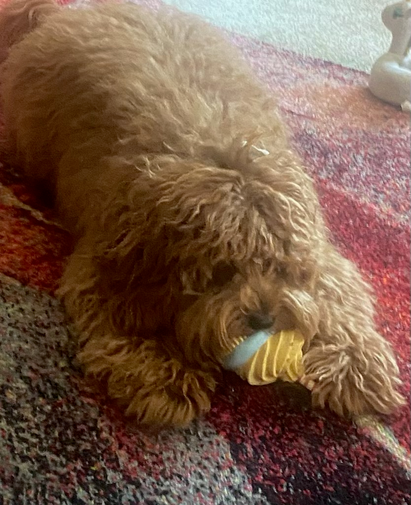 Small Mini Goldendoodle Baby