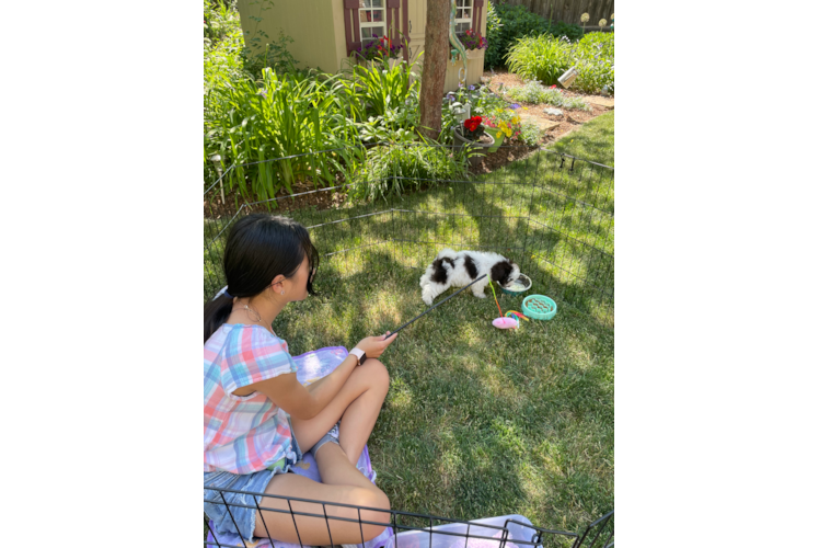 Popular Havapoo Poodle Mix Pup