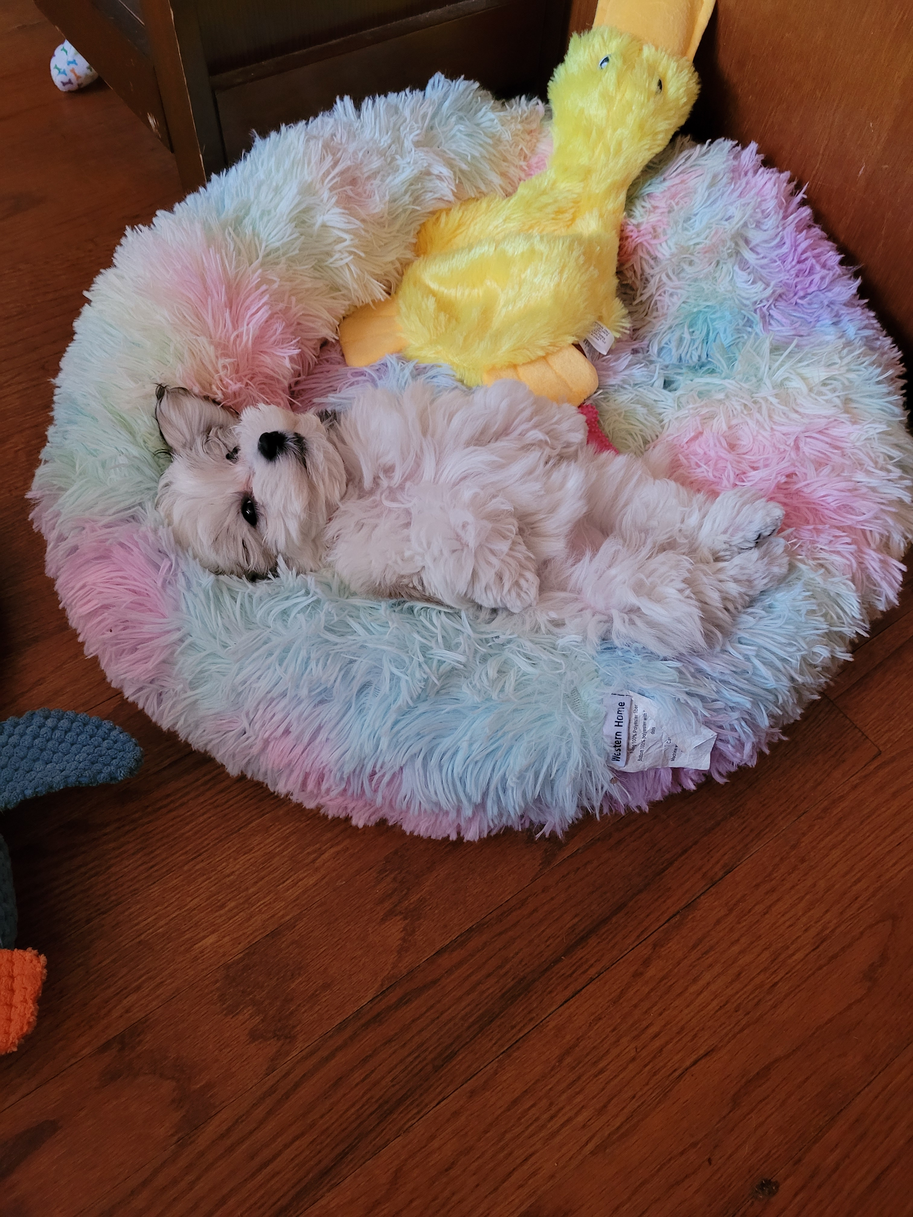 Havanese Pup Being Cute