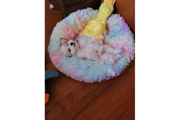 Havanese Pup Being Cute