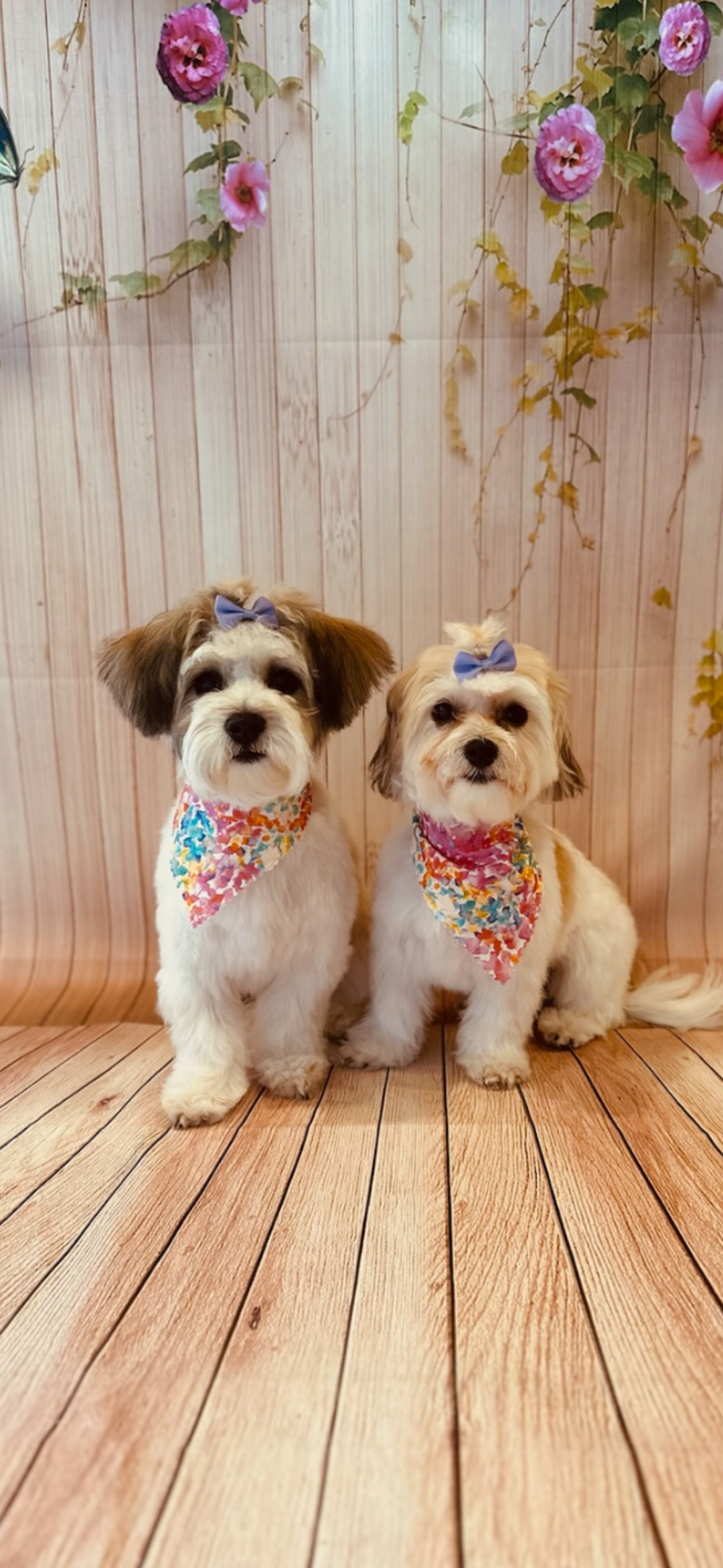 Smart Havachon Designer Pup