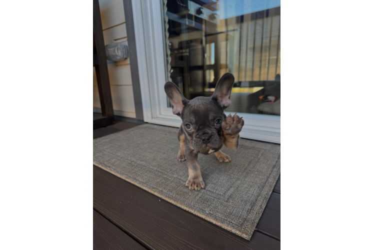 French Bulldog Pup Being Cute