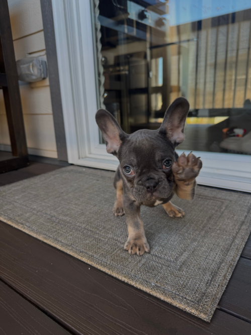 Bruiser
