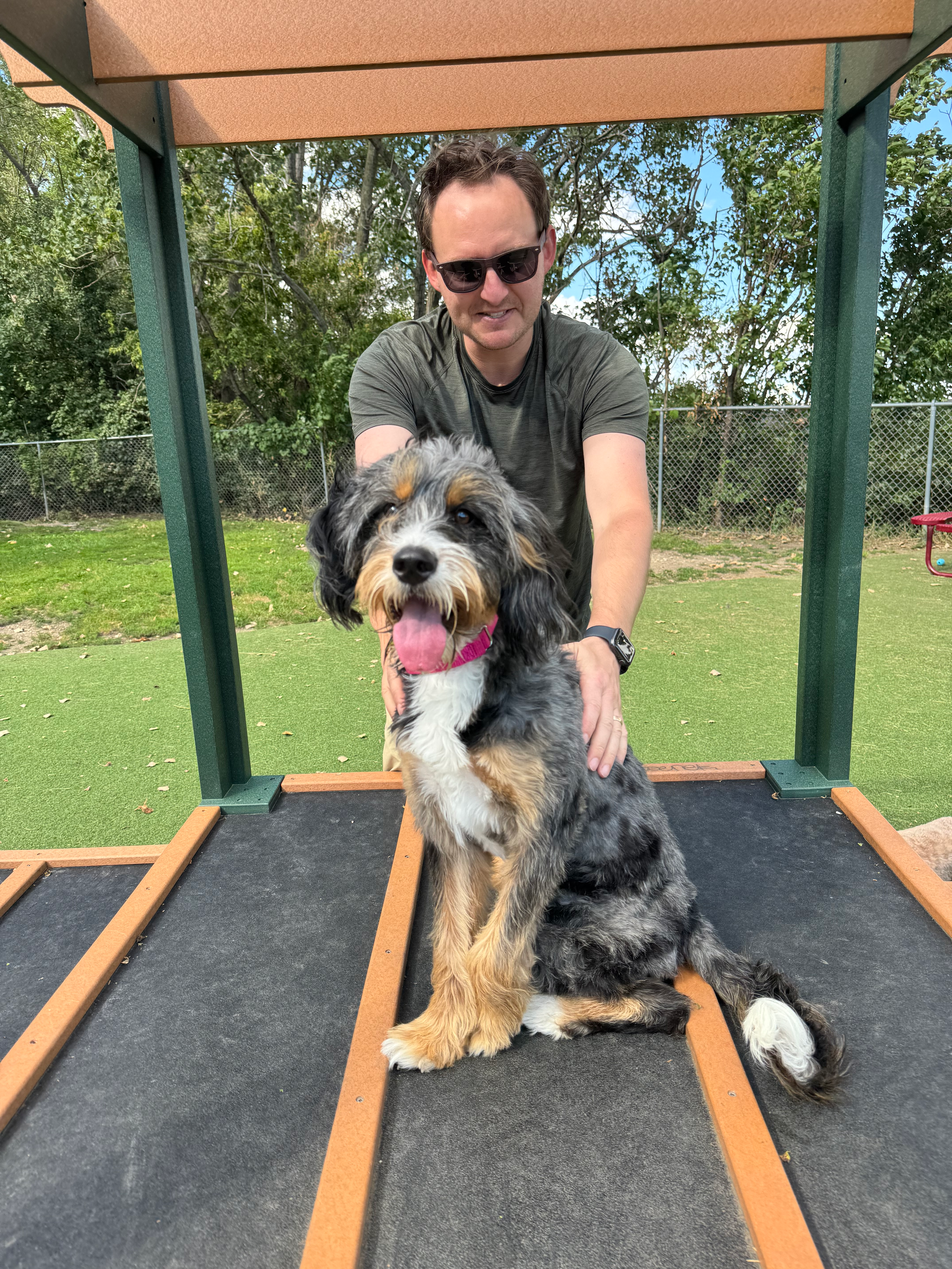 Popular Mini Bernedoodle Poodle Mix Pup