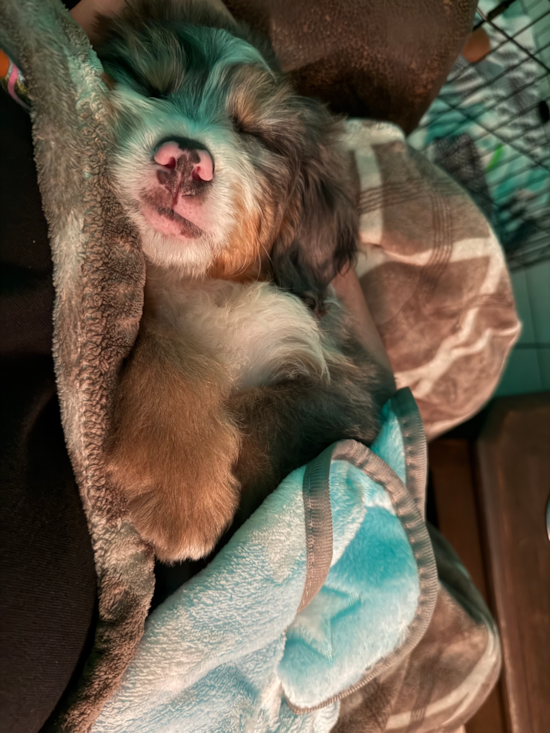 Mini Bernedoodle