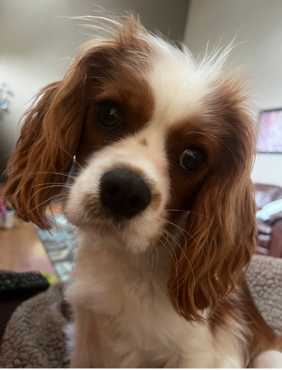 Cavalier King Charles Spaniel