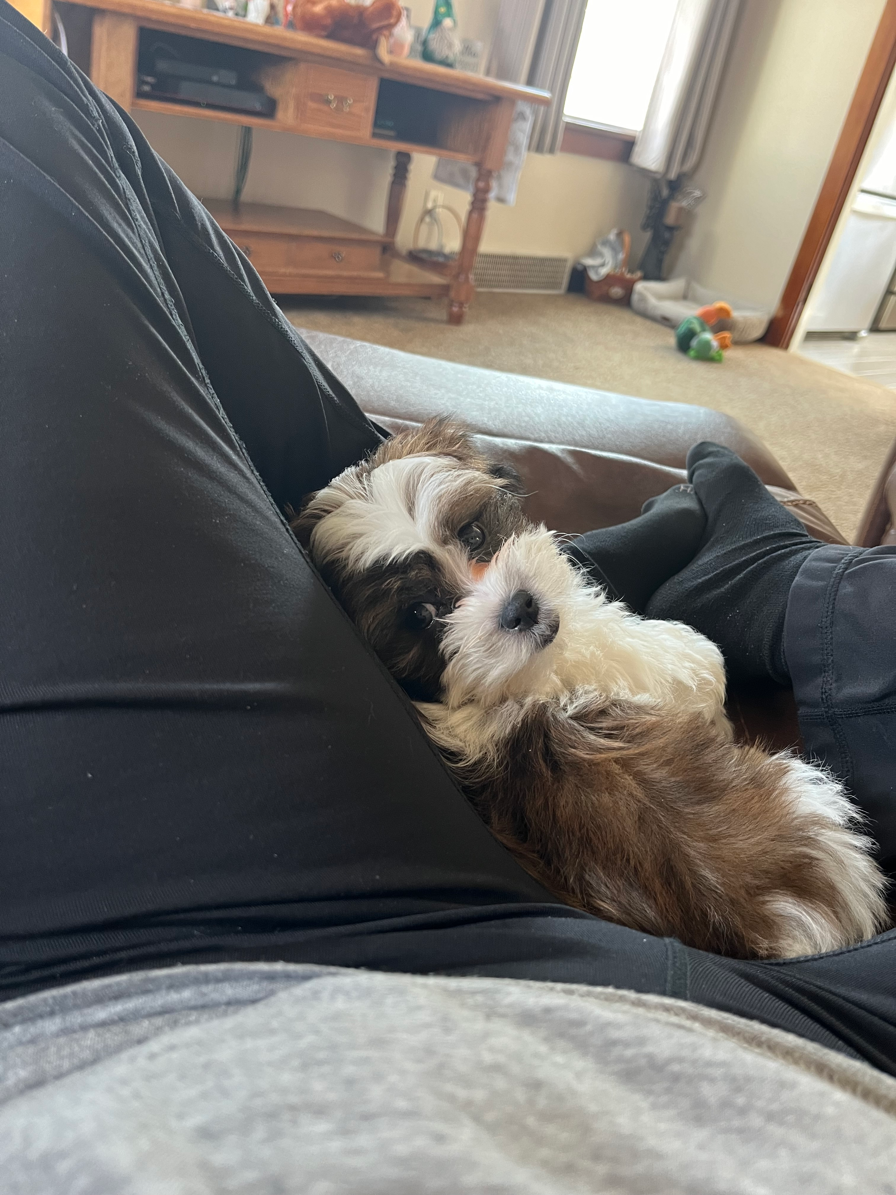 Adorable Shichon Designer Puppy