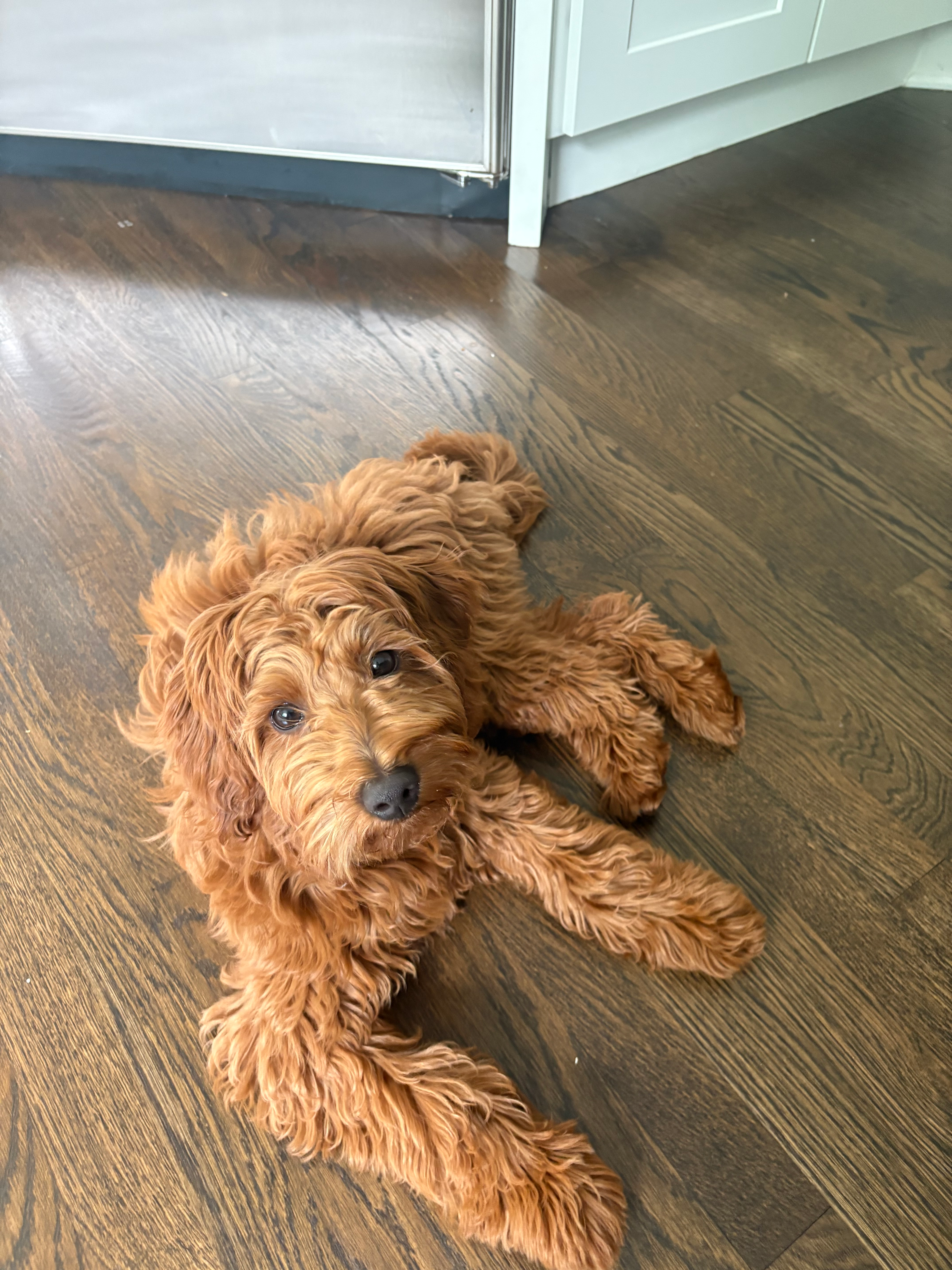 Hypoallergenic Mini Goldiepoo Poodle Mix Puppy