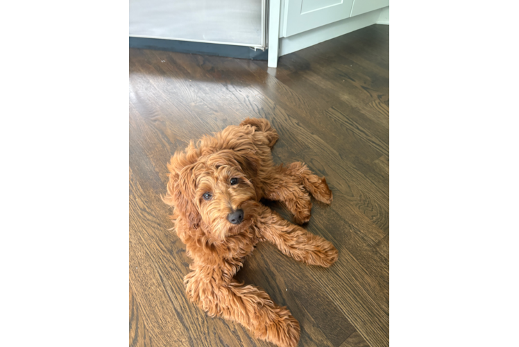 Hypoallergenic Mini Goldiepoo Poodle Mix Puppy