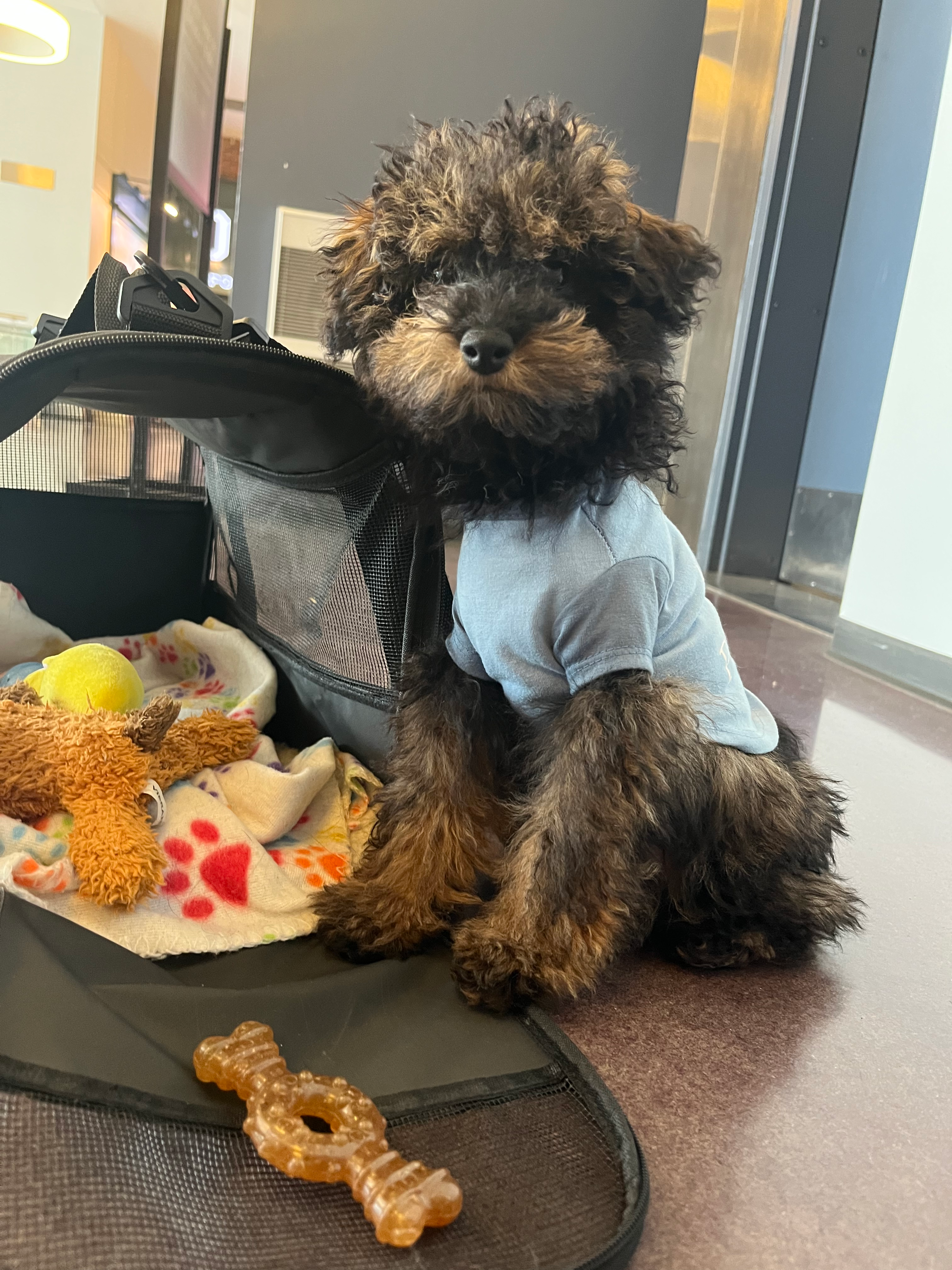 Small Poodle Baby