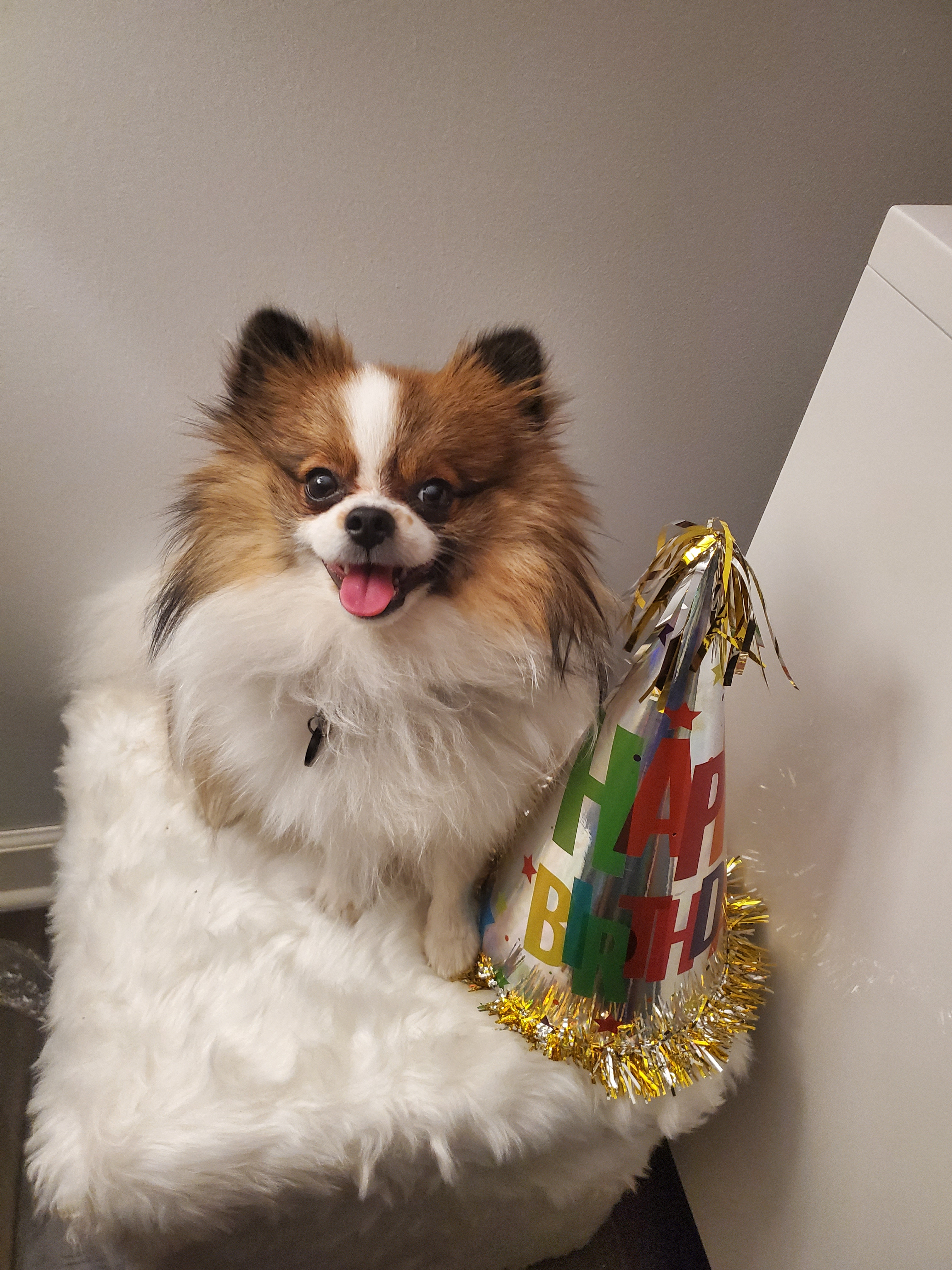 Pomeranian Puppy for Adoption