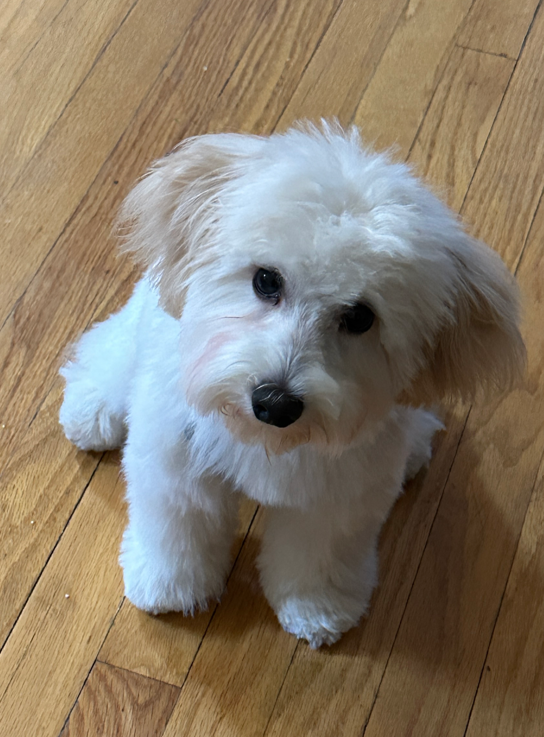 Best Poochon Baby