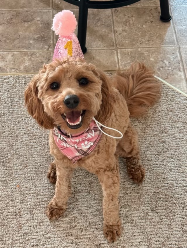 Popular Mini Goldendoodle Poodle Mix Pup