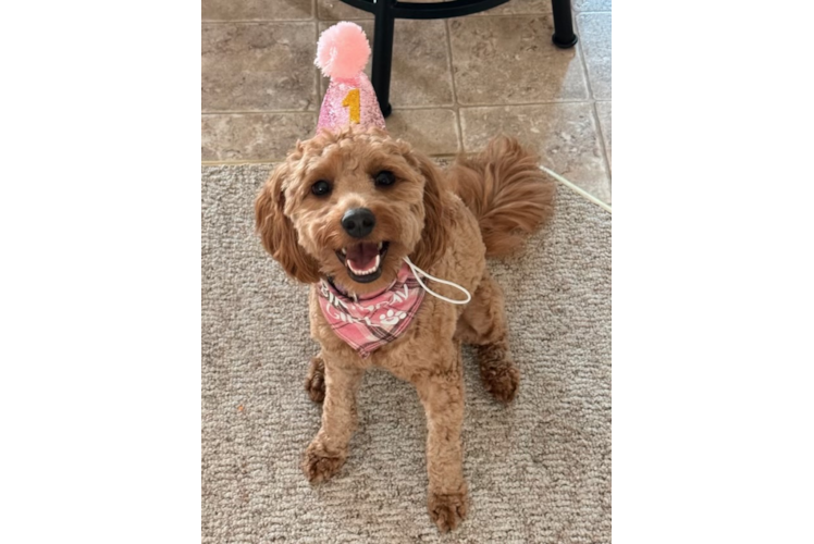 Popular Mini Goldendoodle Poodle Mix Pup