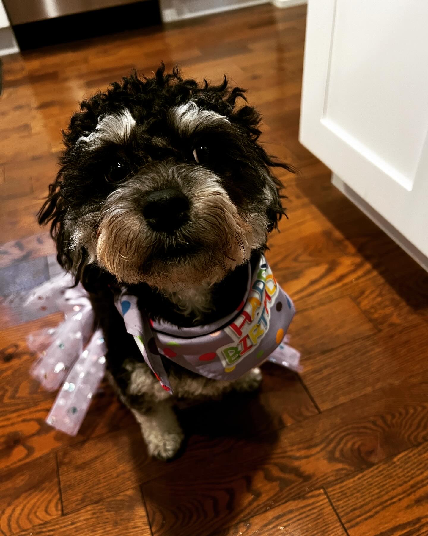 Poochon Pup Being Cute