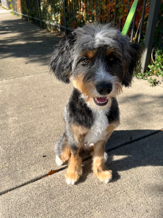 Mini Bernedoodle