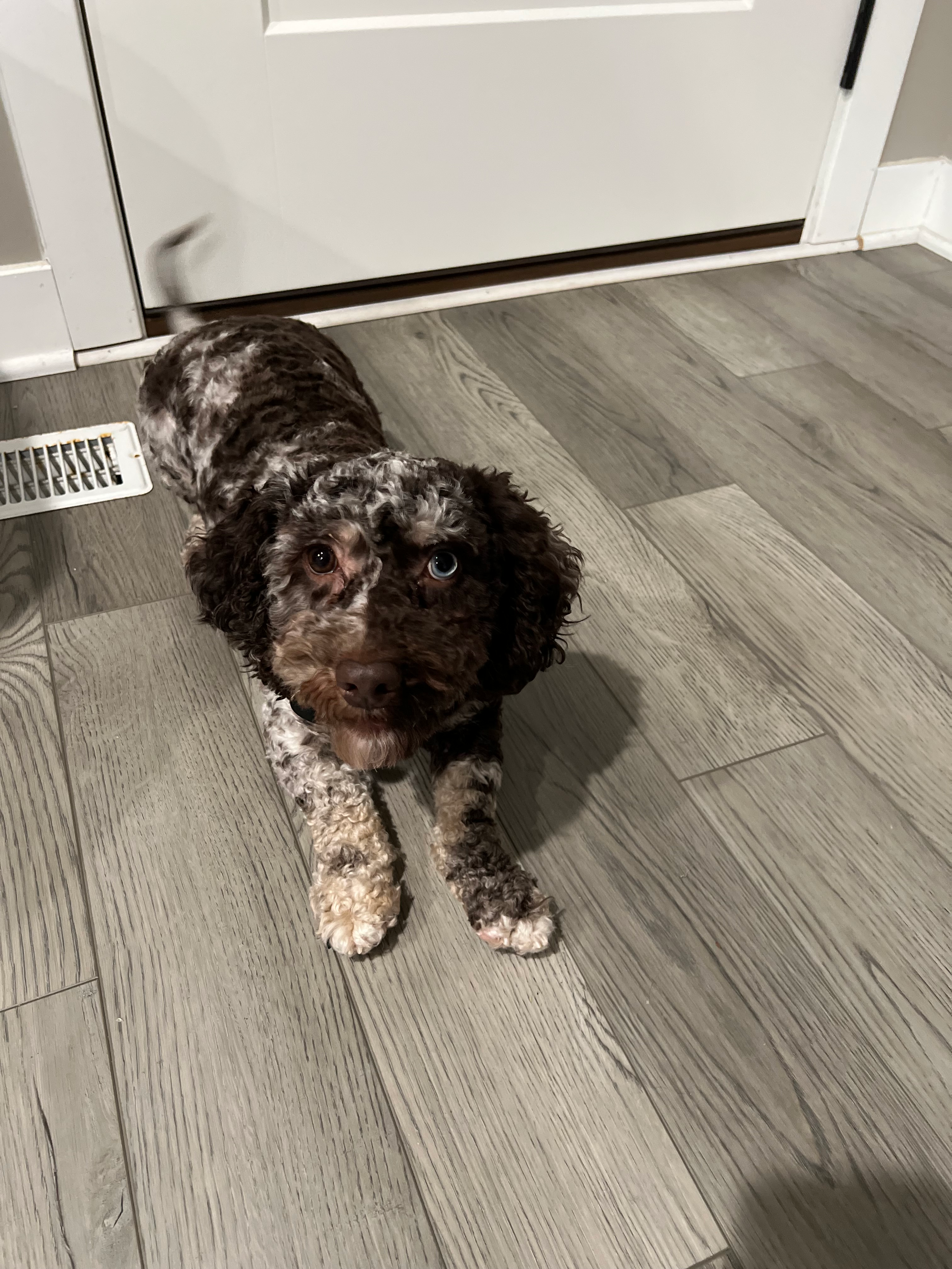 Cockapoo Puppy for Adoption