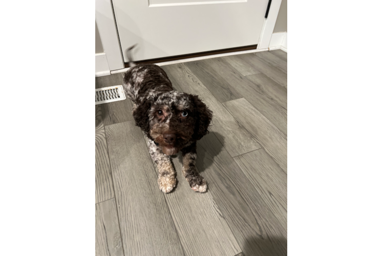 Cockapoo Puppy for Adoption