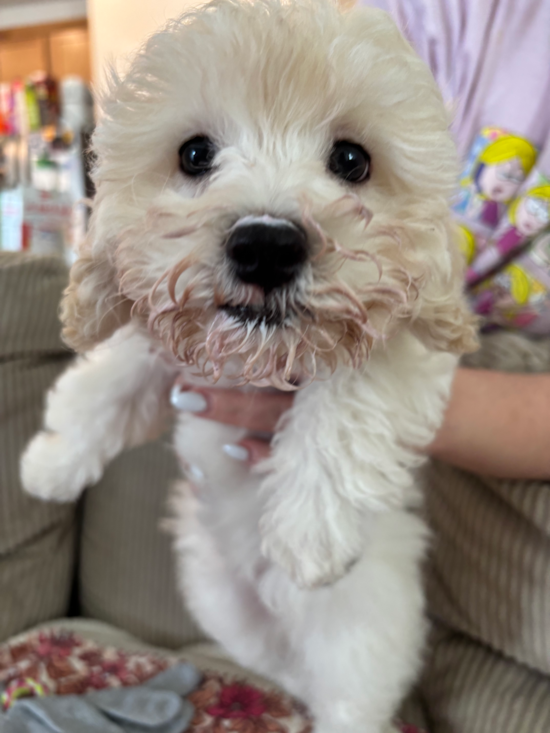 Maltipoo