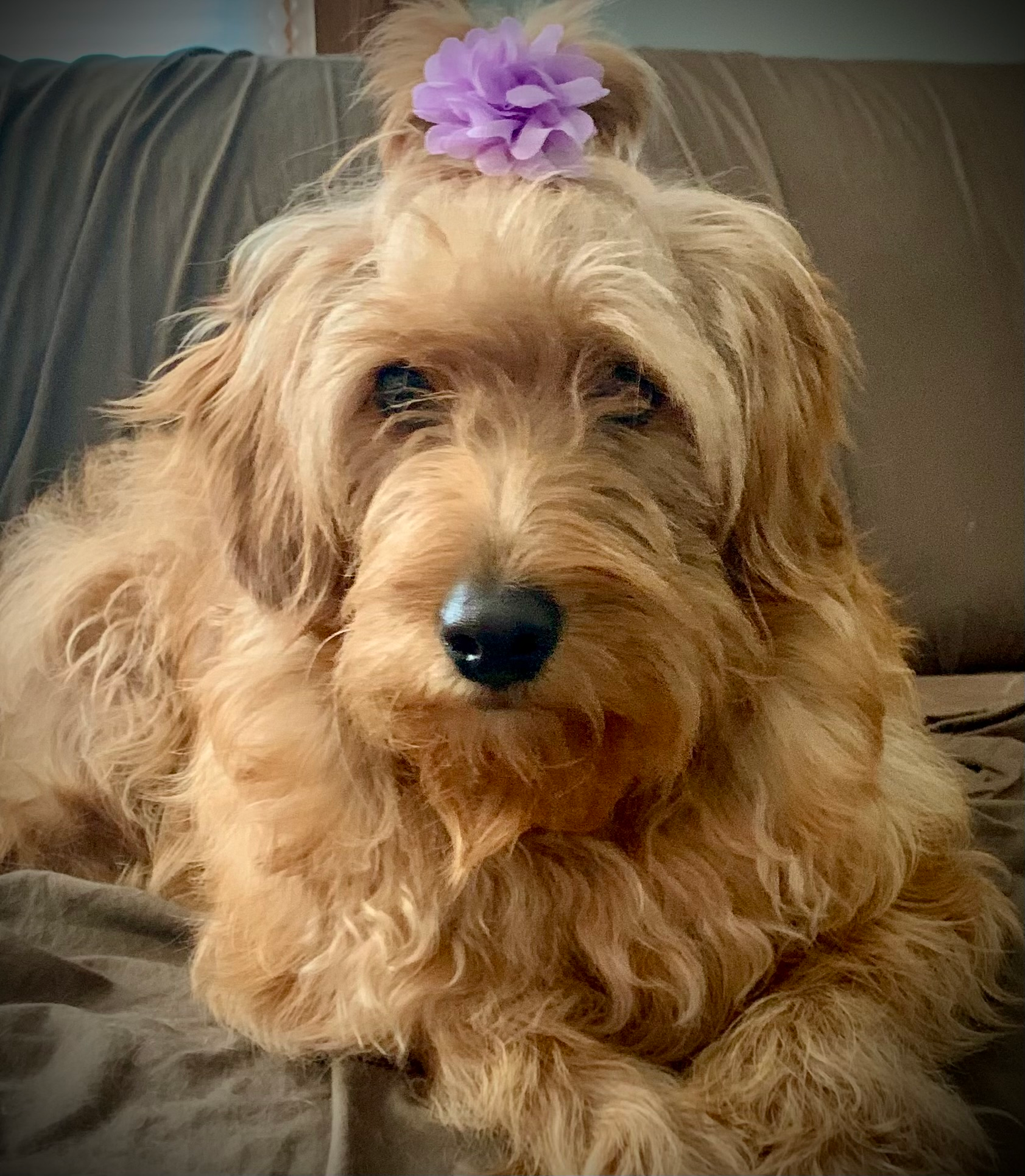 Mini Goldendoodle Puppy for Adoption
