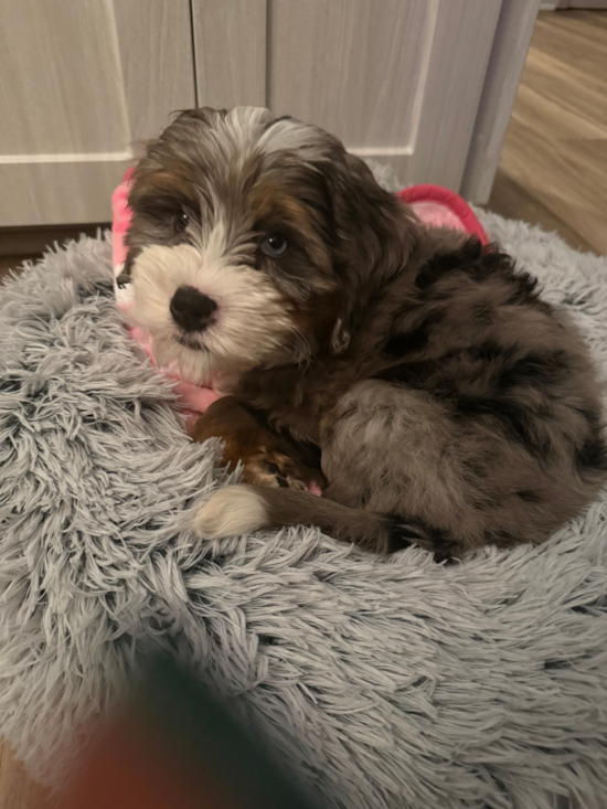 Mini Bernedoodle