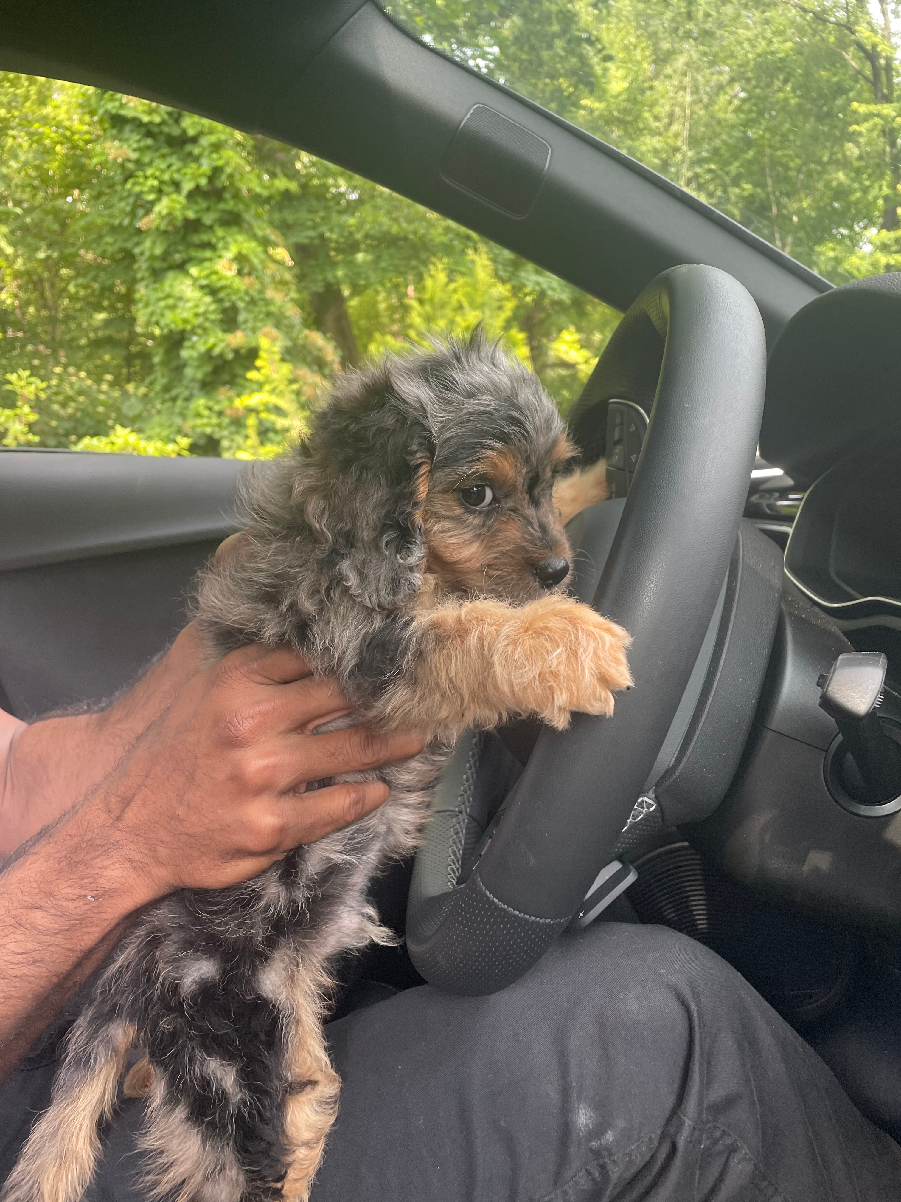Little Cavoodle Poodle Mix Puppy