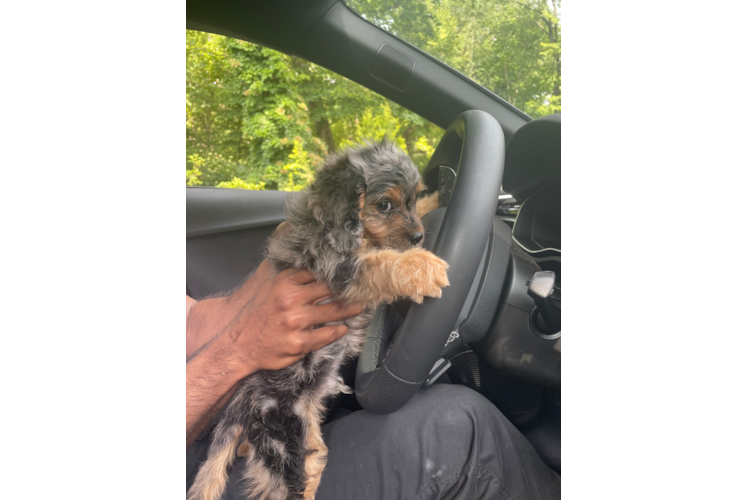 Little Cavoodle Poodle Mix Puppy