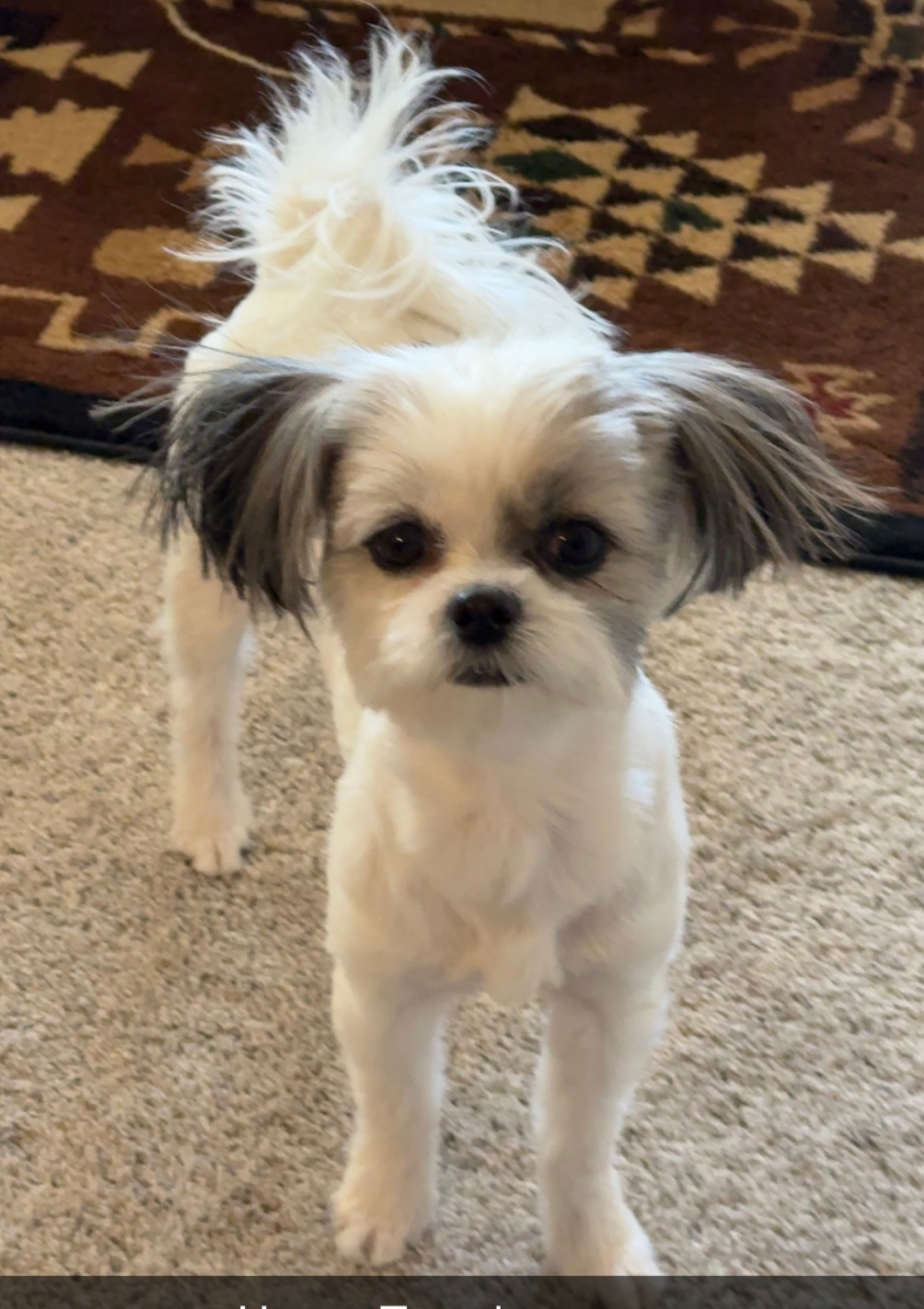 Shih Pom Puppy for Adoption