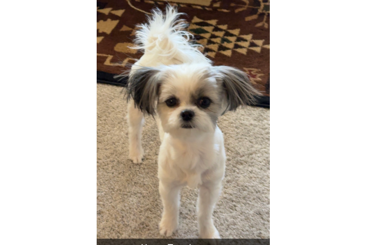 Shih Pom Puppy for Adoption
