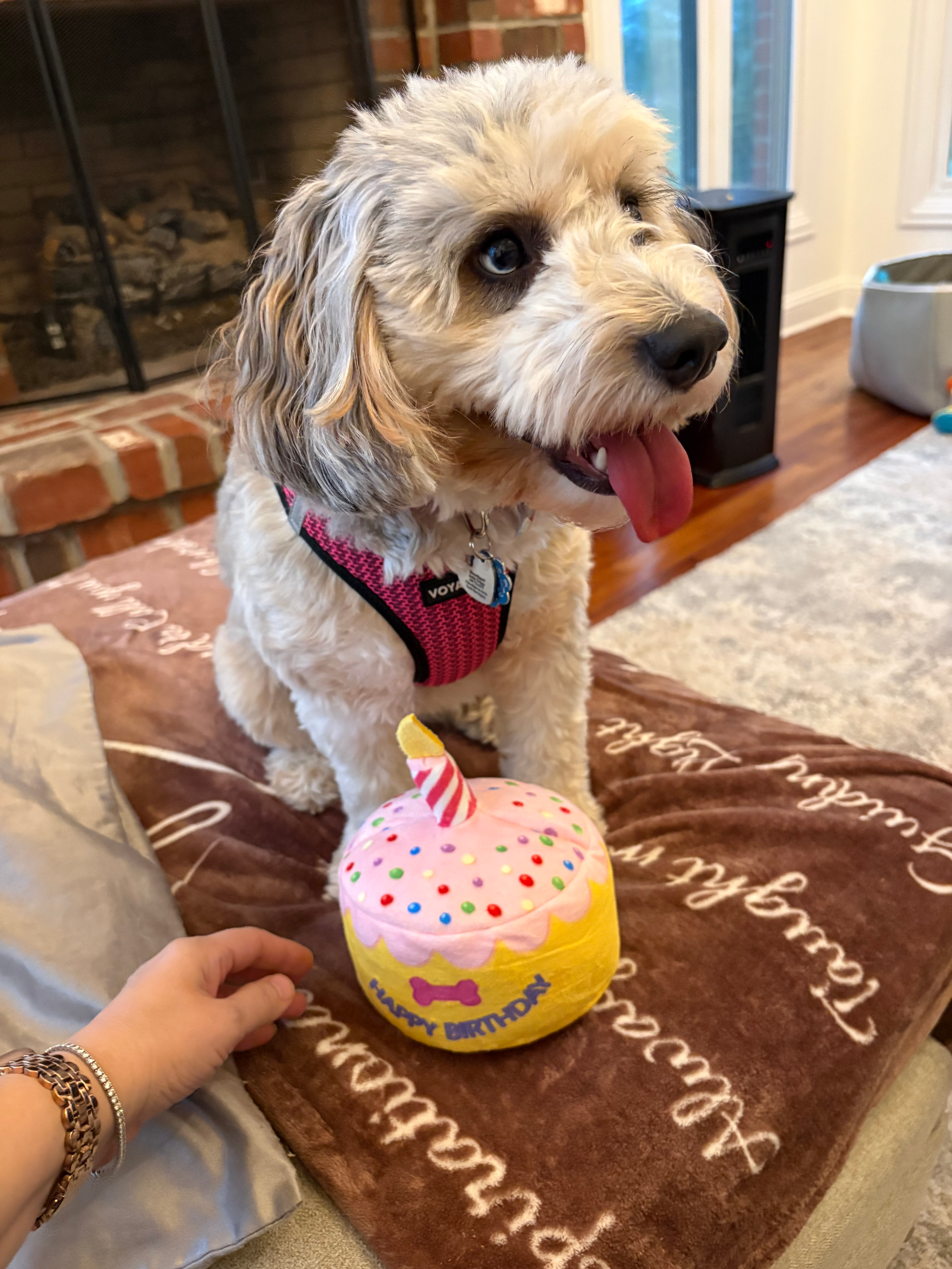 Smart Cavapoo Poodle Mix Pup