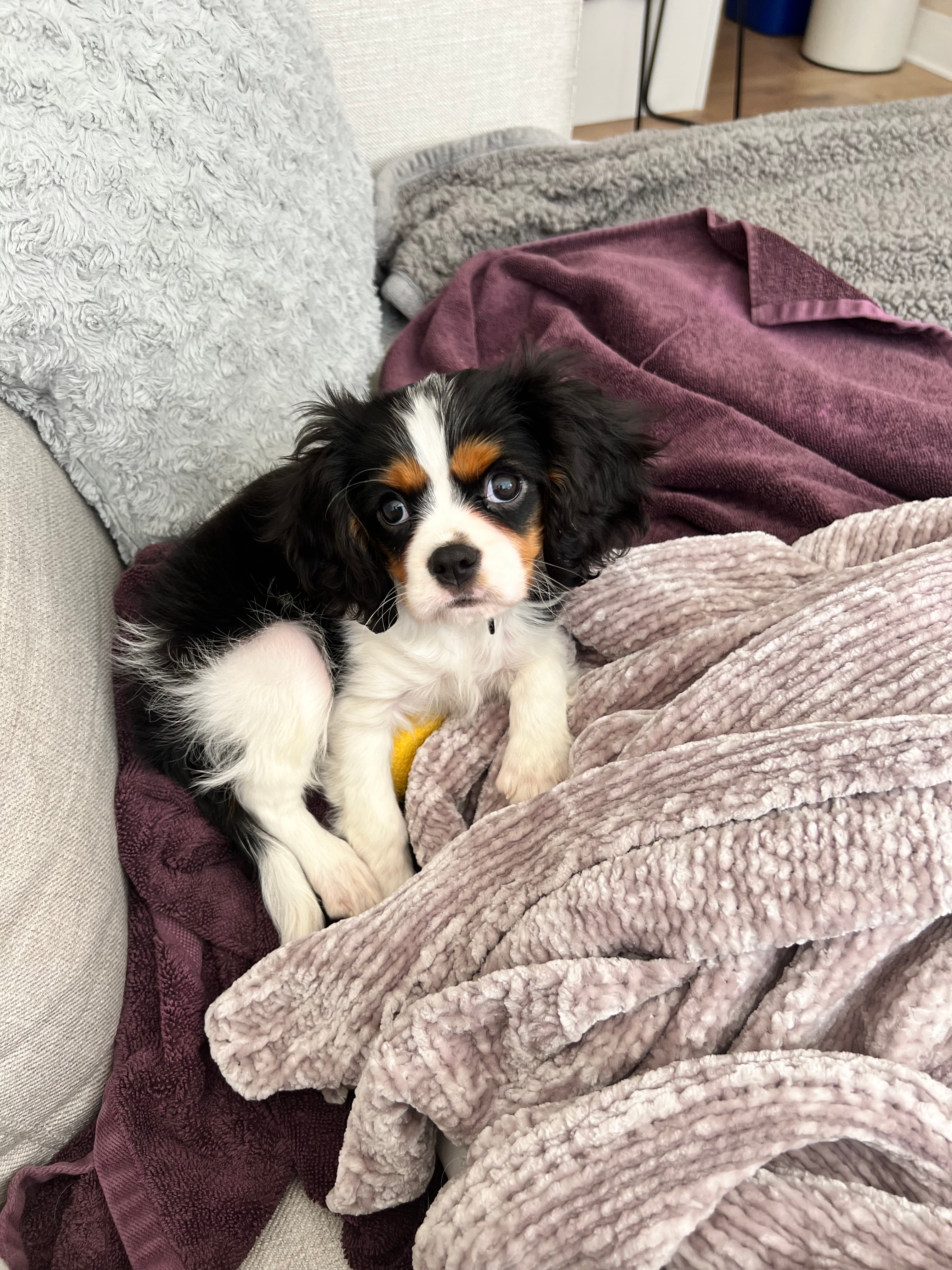 Best Cavalier King Charles Spaniel Baby