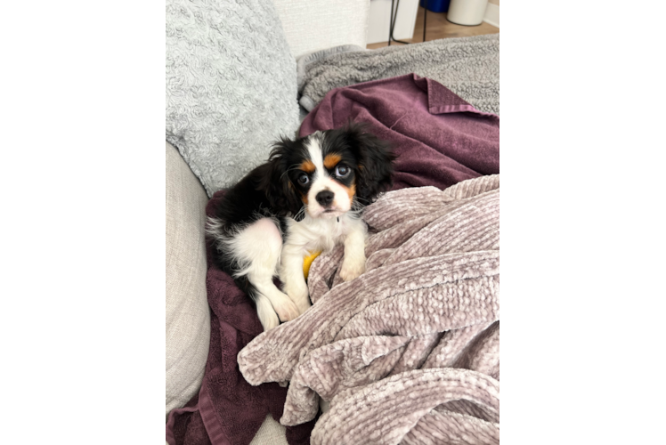 Best Cavalier King Charles Spaniel Baby